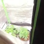 Plan(e)t Green daily grow Reports