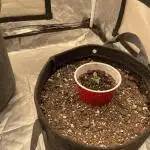 First grow