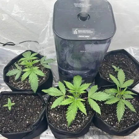 Dreadnought & Maui Wowie