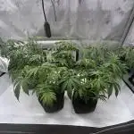 Dreadnought & Maui Wowie