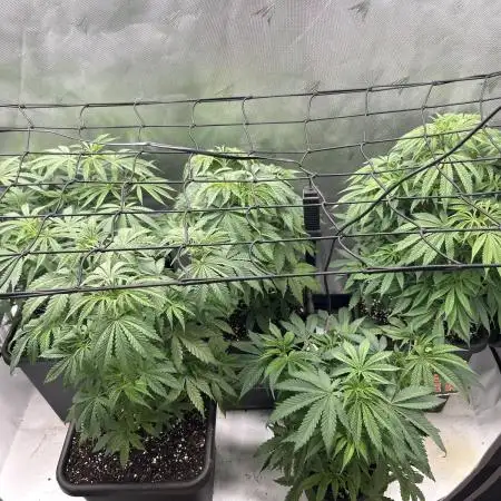 Dreadnought & Maui Wowie