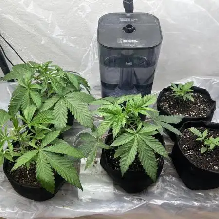 Dreadnought & Maui Wowie