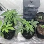Dreadnought & Maui Wowie