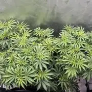 Dreadnought & Maui Wowie