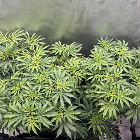 Dreadnought & Maui Wowie