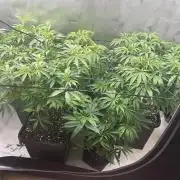 Dreadnought & Maui Wowie