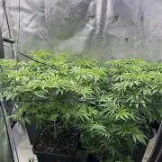 Dreadnought & Maui Wowie