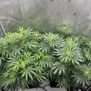 Dreadnought & Maui Wowie