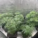 Dreadnought & Maui Wowie