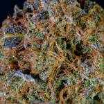 Hawkbo: Cream Cookies Fastbuds 
