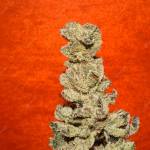 Hawkbo: Jellybreath X Purple Punch Fems