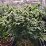 Glookies 30liter Mainlining