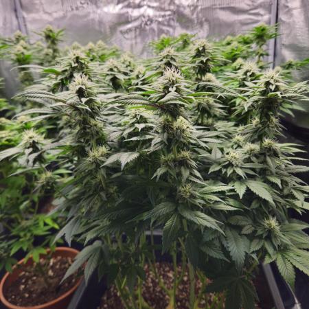 Glookies 30liter Mainlining