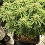 Glookies 30liter Mainlining