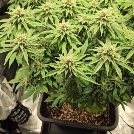 Glookies 30liter Mainlining