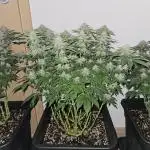 Glookies 30liter Mainlining