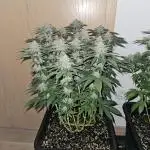 Glookies 30liter Mainlining