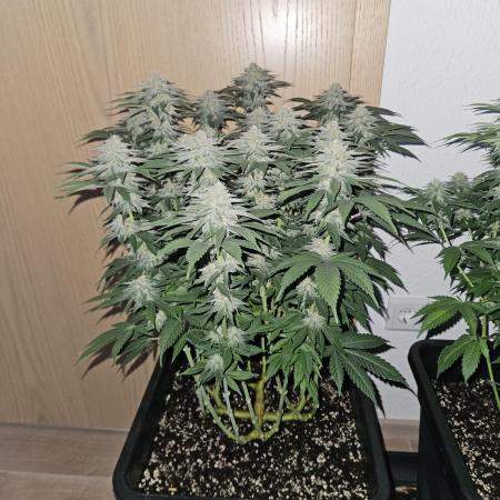 Glookies 30liter Mainlining