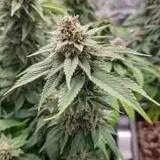 Glookies 30liter Mainlining