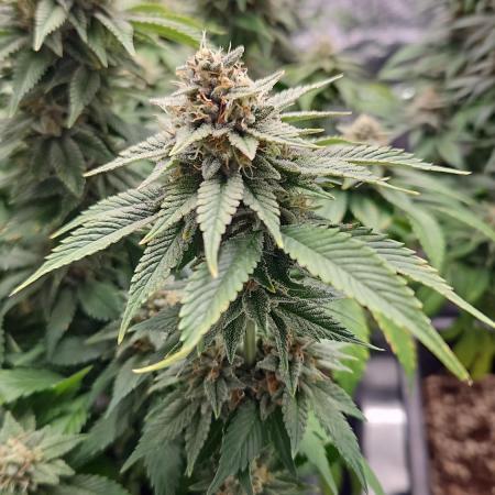 Glookies 30liter Mainlining