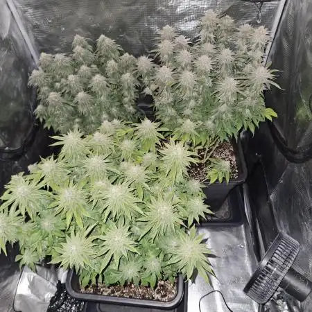 Glookies 30liter Mainlining