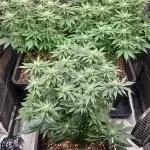 Glookies 30liter Mainlining