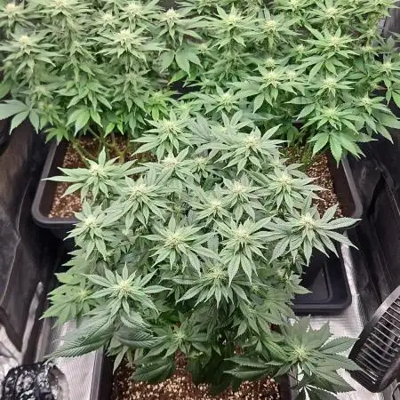 Glookies 30liter Mainlining