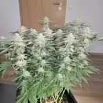 Glookies 30liter Mainlining