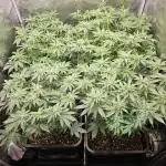 Glookies 30liter Mainlining