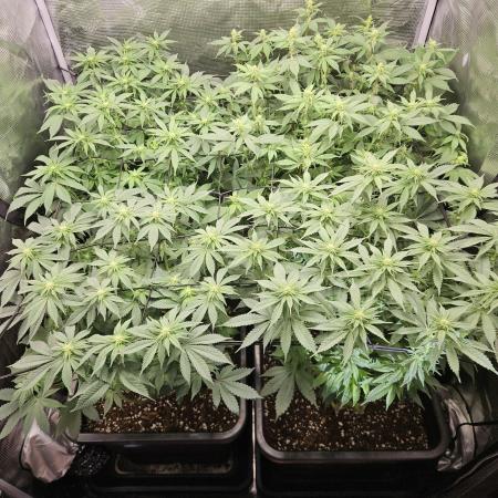Glookies 30liter Mainlining