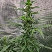 FastBuds Auto Mix Plagron