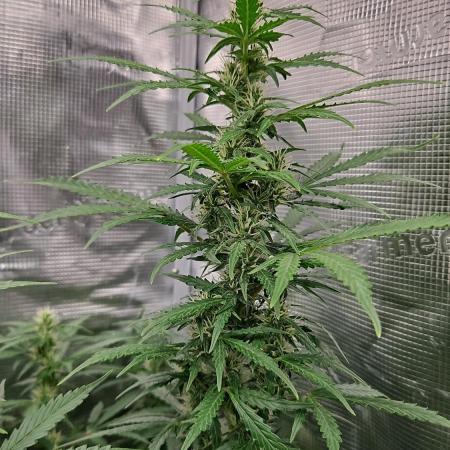 FastBuds Auto Mix Plagron