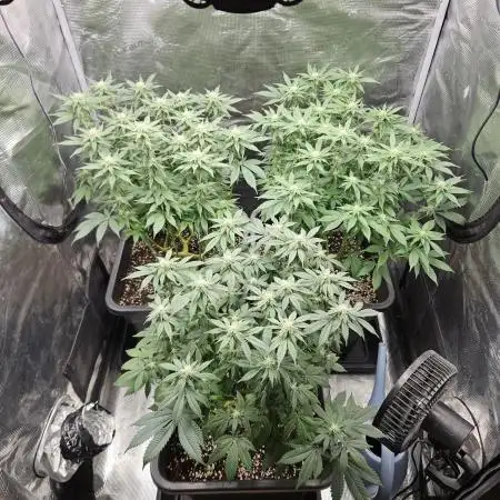 Glookies 30liter Mainlining