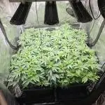 Glookies 30liter Mainlining