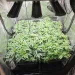 Glookies 30liter Mainlining