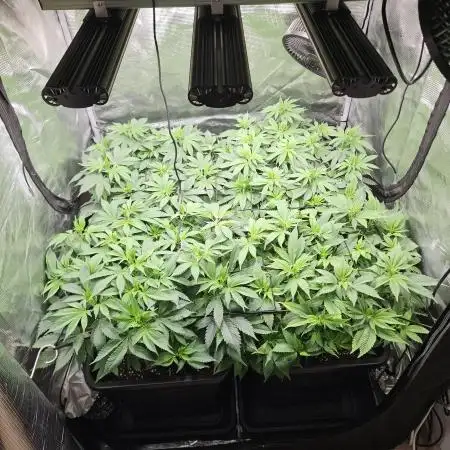 Glookies 30liter Mainlining