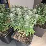 Glookies 30liter Mainlining