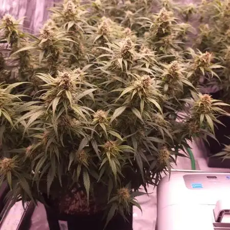 Gorilla Z - AutoPot vs. Alien Easy Feed