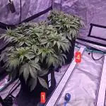 Gorilla Z - AutoPot vs. Alien Easy Feed