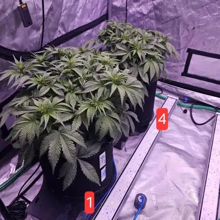 Gorilla Z - AutoPot vs. Alien Easy Feed