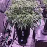Gorilla Z - AutoPot vs. Alien Easy Feed