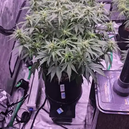 Gorilla Z - AutoPot vs. Alien Easy Feed