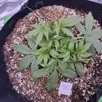 Gorilla Z - AutoPot vs. Alien Easy Feed