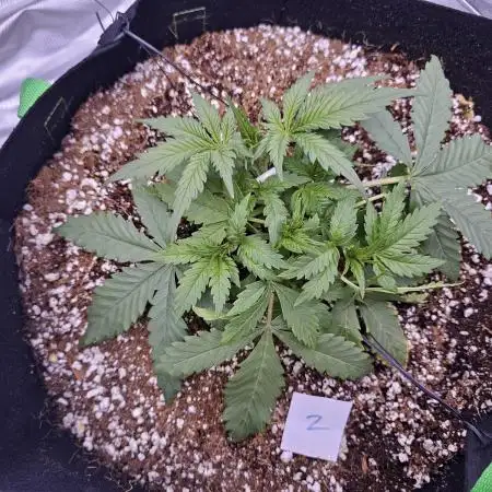 Gorilla Z - AutoPot vs. Alien Easy Feed