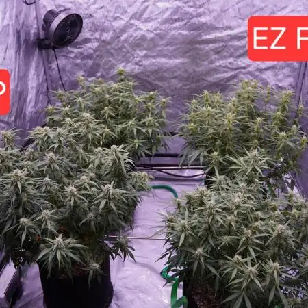 Gorilla Z - AutoPot vs. Alien Easy Feed