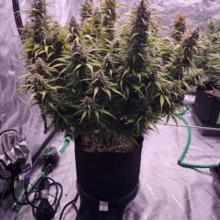 Gorilla Z - AutoPot vs. Alien Easy Feed