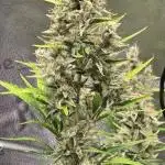 Apple fritter (strng seeds)