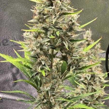 Apple fritter (strng seeds)