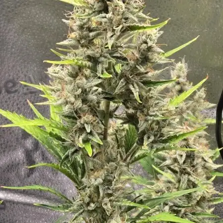 Apple fritter (strng seeds)