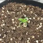 Apple fritter (strng seeds)